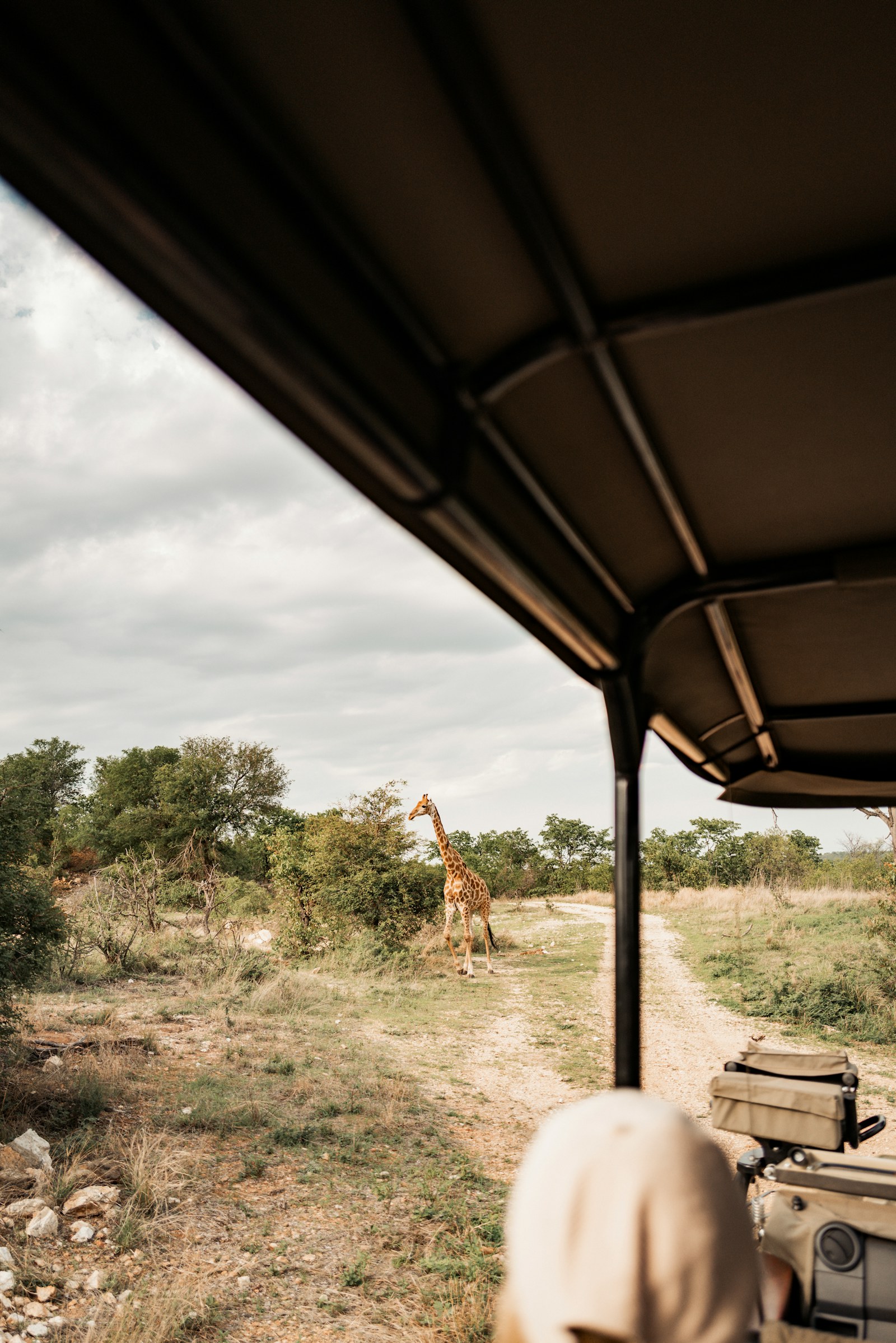 Africa Safari Tours