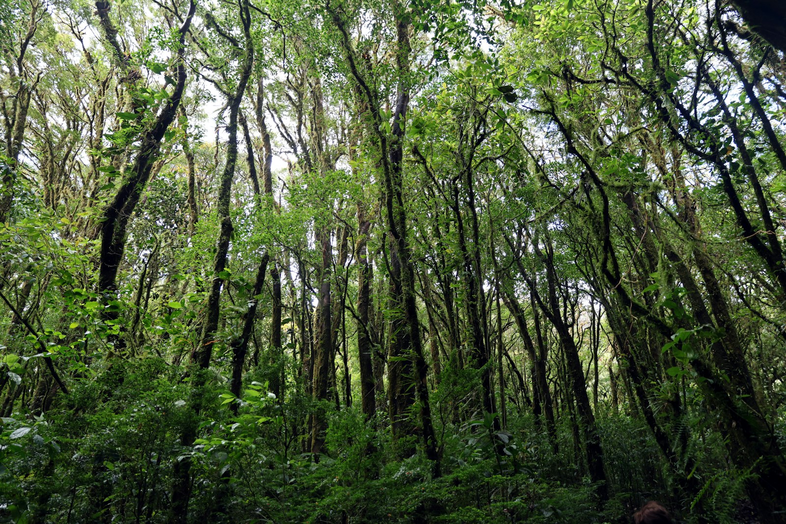 Rainforest Tours